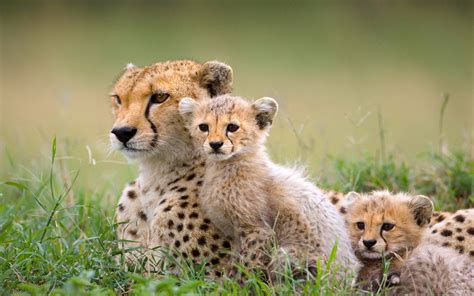 m4ufree mammals|Mammals Videos, Download The BEST Free 4k Stock Video .